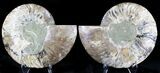 Cut And Polished Ammonite Fossil (Half) #23619-2